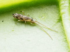 Pogonognathellus elongatus