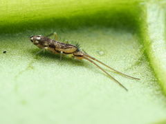 Pogonognathellus elongatus