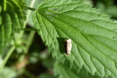 Clepsis melaleucanus