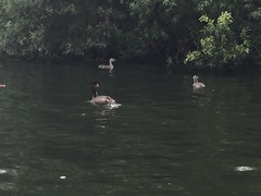 Podiceps cristatus