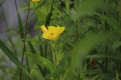 Oenothera pilosella