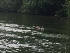 Podiceps cristatus