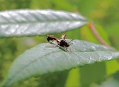 Physocephala marginata