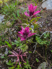Castilleja rhexiifolia