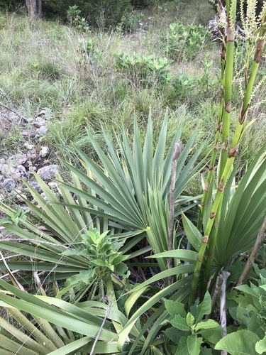 Dwarf palmetto (Sabal minor)