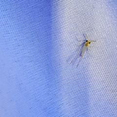 Maccaffertium terminatum terminatum