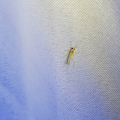 Maccaffertium terminatum terminatum