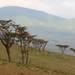 Acacia lahai