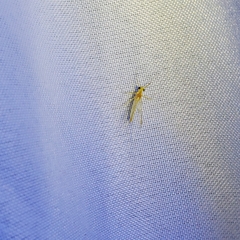 Maccaffertium terminatum terminatum