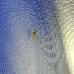 Maccaffertium terminatum terminatum