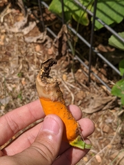 Choanephora cucurbitarum