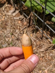 Choanephora cucurbitarum