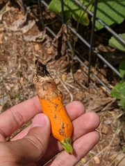 Choanephora cucurbitarum