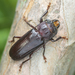 Hardwood Stump Borer - Photo (c) nitinr, some rights reserved (CC BY-NC), uploaded by nitinr