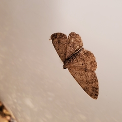 Aethalura intertexta