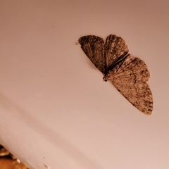 Aethalura intertexta