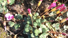 Oxalis eckloniana-nidulans