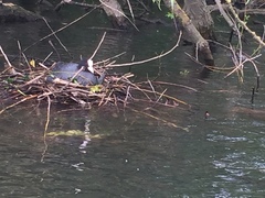 Fulica atra