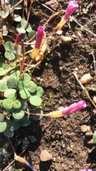 Oxalis eckloniana-nidulans