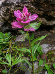 Castilleja rhexiifolia