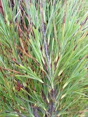 Dracophyllum arboreum