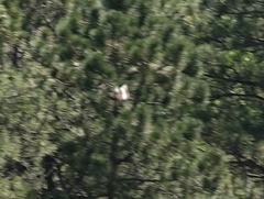 Limenitis weidemeyerii