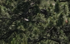 Limenitis weidemeyerii
