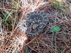 Crotalus armstrongi