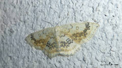 Cyclophora annularia