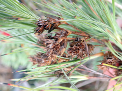 Dracophyllum arboreum