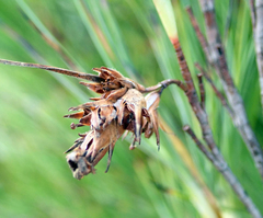 Dracophyllum arboreum