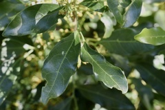 Toechima tenax