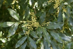 Toechima tenax
