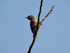 Sunda Pygmy Woodpecker photo 4