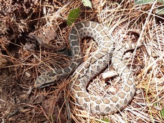 Crotalus armstrongi