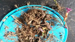 Oxalis eckloniana-nidulans