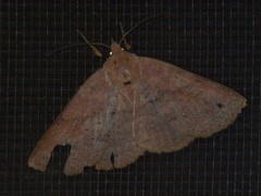 Ophyx eurrhoa