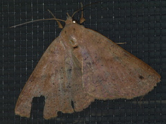 Ophyx eurrhoa