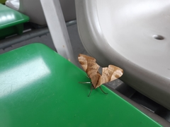 Clanis bilineata tsingtauica