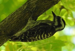 Yungipicus moluccensis