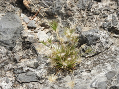 Scleropogoninae