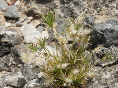 Scleropogoninae