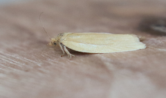 Clepsis clemensiana