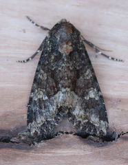 Apamea amputatrix
