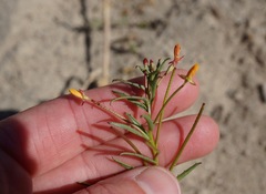 Camissonia contorta