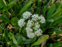 Conioselinum scopulorum