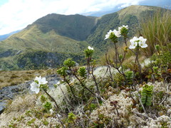 Veronica macrantha brachyphylla