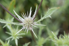 Eryngium petiolatum