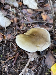 Tricholoma viridiolivaceum