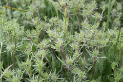 Eryngium petiolatum